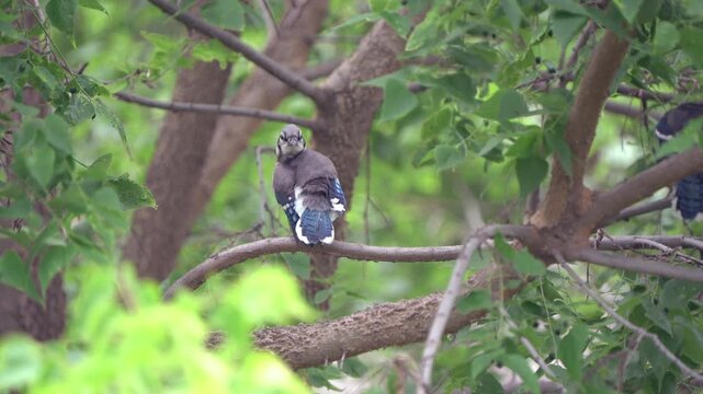 A blue jay preens while perched in a tree.