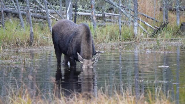 A cow moose feeding in a shallow pond, lifts its head, water dripping off of it. Filmed in 60fps and slow motion capable.