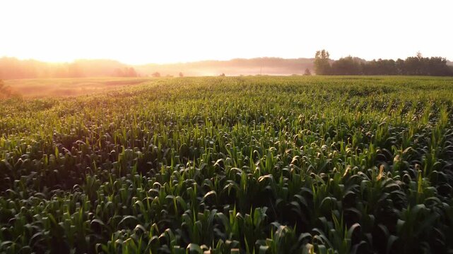 Low fly over a morning sunrise lighting up the hanging fog over a corn field revealing corn rows