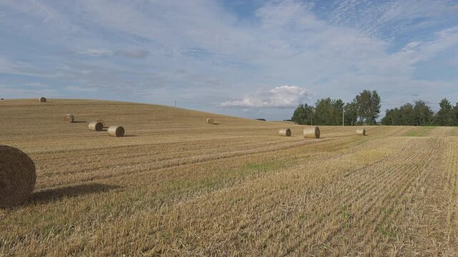 Left panning shot across a rural agricultural landscape featuring white wrapped silage bales and a distant forest in Poland. Concept of modern farming, livestock fodder storage, and countryside scener