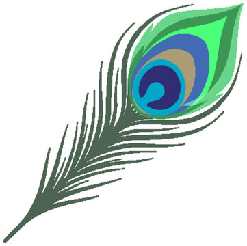 Stylized Peacock Feather Vector Illustration Isolated on White Background