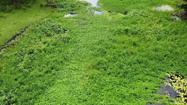 Aerial above river clogged with green weeds at Nino Konis Santana National Park of Lautem District, Timor-Leste, Southeast Asia
