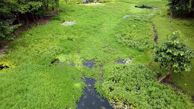 Aerial flying over river covered in weeds at Nino Konis Santana National Park of Lautem District, Timor-Leste, Southeast Asia