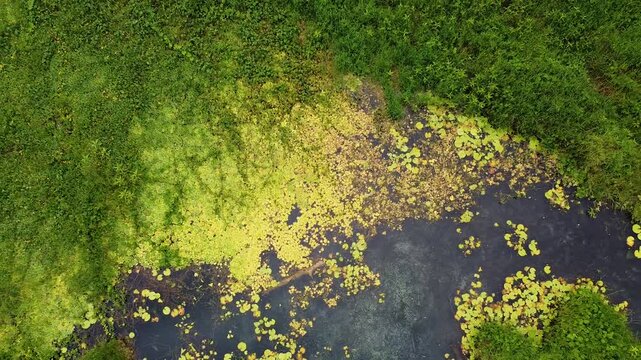 Aerial birdseye view rising above river with lilies at Nino Konis Santana National Park of Lautem District, Timor-Leste, Southeast Asia