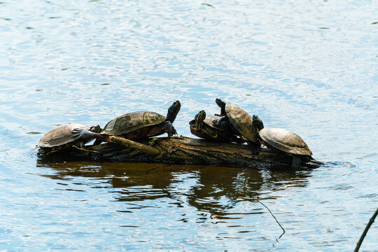 Turtles on a log in a pond