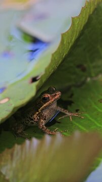 Young frog on pad of water lily in backyard garden pond.