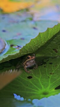 Young frog on pad of water lily in backyard garden pond.