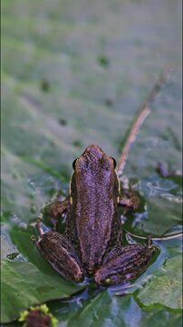 Young frog on pad of water lily in backyard garden pond.
