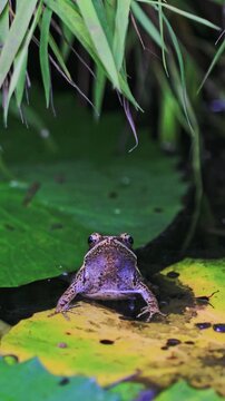 Young frog on pad of water lily in backyard garden pond.