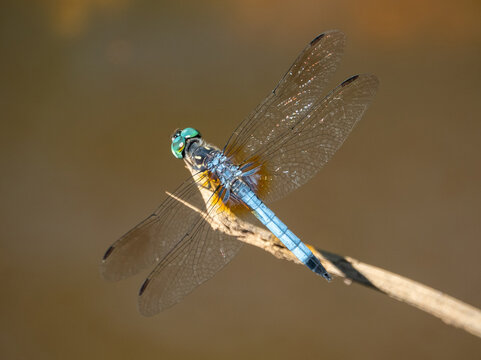 Closeup of a blue dasher dragonfly insect