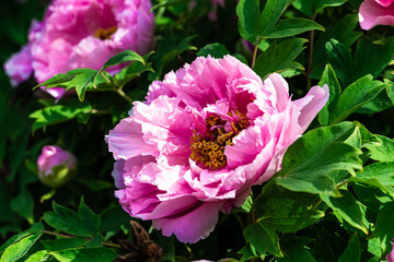 Obraz premium pink peony flower