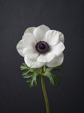 Elegant white anemone flower on dark background. Minimalist floral portrait with black center. Moody botanical still life for interior decor.