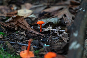 Orange mushroom growing on forest flower © Ethan