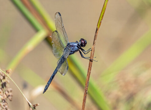 Closeup of a slaty skimmer dragonfly insect