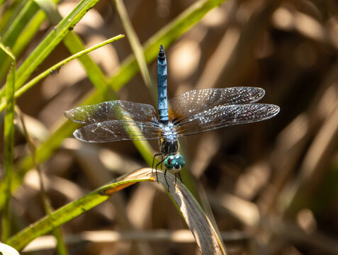 Closeup of a blue dasher dragonfly insect