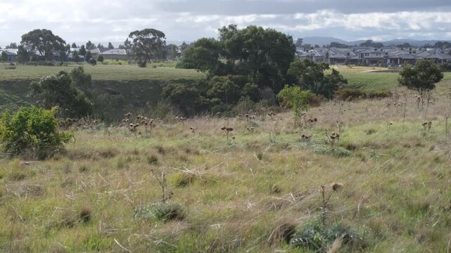 Dry native grassland and a valley corridor towards suburban housing estates in Weir Views, Victoria, Australia. natural conservation buffer zones, Toolern Creek valley, residential fringe in Melbourne