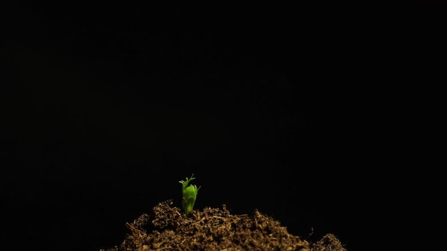 Growing plants time-lapse on dark fertile soil, symbol of business growth and success.