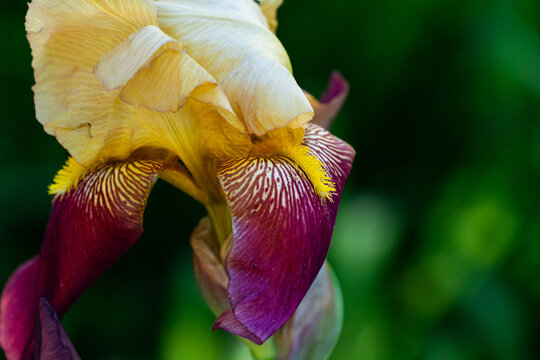 close up of yellow and red iris flower