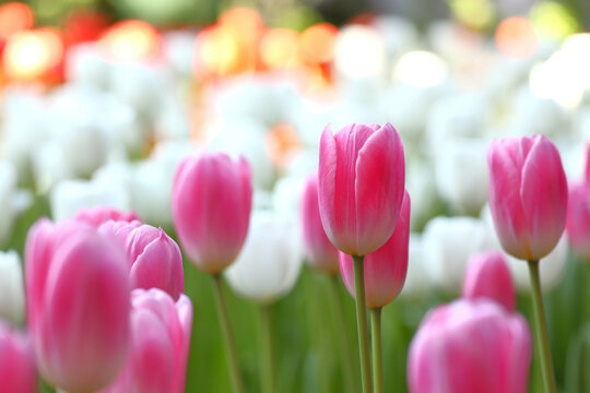 A backdrop of a stunning tulip garden.