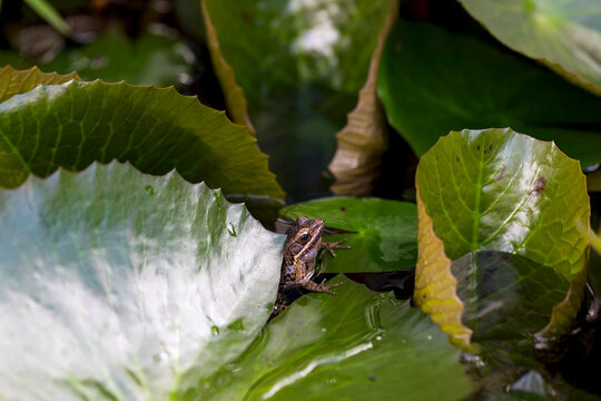 Young frog on pad of water lily in backyard garden pond.