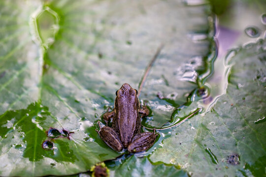 Young frog on pad of water lily in backyard garden pond.