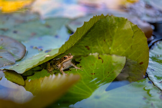Young frog on pad of water lily in backyard garden pond.