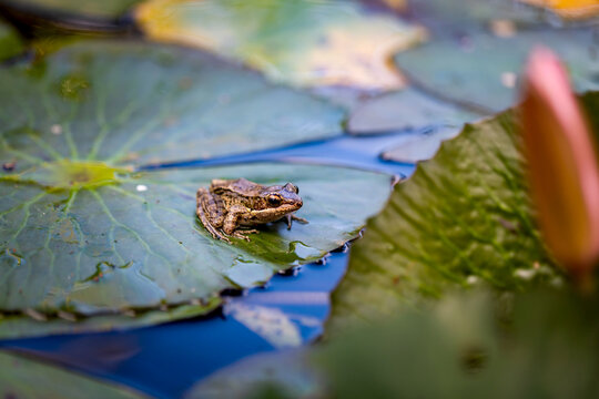 Young frog on pad of water lily in backyard garden pond.
