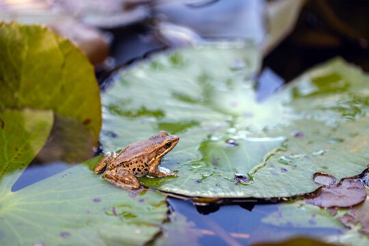 Young frog on pad of water lily in backyard garden pond.