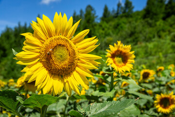 Fototapeta premium Bees and sunflowers on a summer day