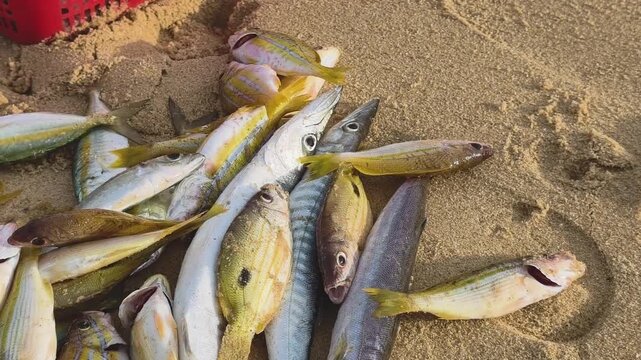 Close-up of local woman hands sorting fresh marine fish catch on sandy beach