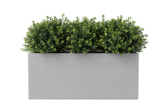 A rectangular concrete planter box filled with lush green boxwood shrubbery isolated on a white background, for interior or, exterior decor use