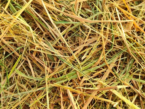 Close-up texture of dried rice straw and hay pile. Ideal background or pattern illustration for agricultural designs, natural texture projects, livestock feed concepts, and farming blogs.