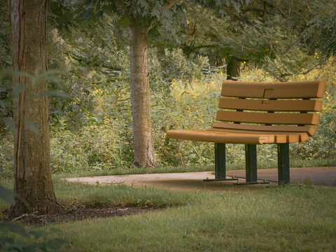 A peaceful empty wooden park bench sits along a quiet trail surrounded by green trees and lush nature foliage in a serene forest preserve