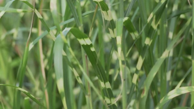 Tokyo,Japan - August 24, 2026: Closeup of Zebrinus or zebra grass
