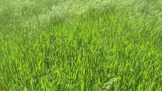 Field green grass in the wind