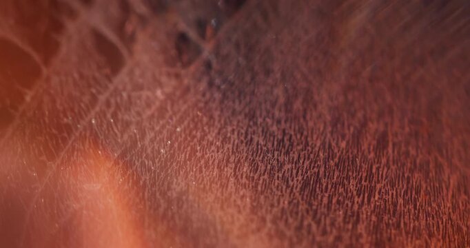 Blur shiny background. Orange color glow. Pink radiant flash optical texture bright rainbow film kaleidoscope on light abstraction.