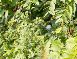 Black-capped Chickadee Perched on Branch Among Summer Greenery  © Christine Donnelly