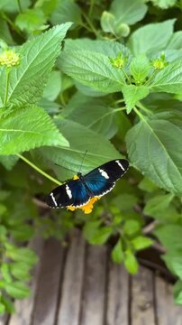 Beautiful Blue Heliconius Butterfly Resting on Yellow Flower