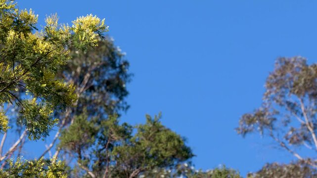 Yellow Wattle Blossom and Eucalyptus Trees Against Blue Sky