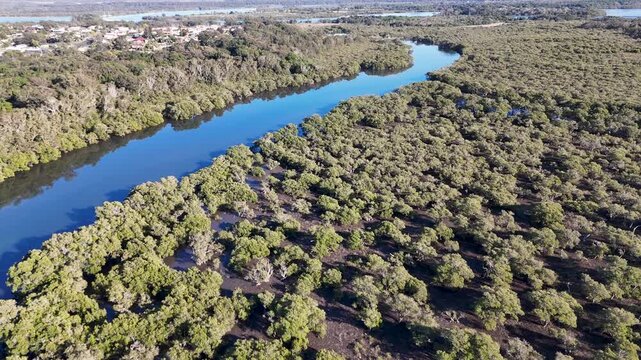 Aerial View of Mangrove Forest and River Estuary in South West Rocks