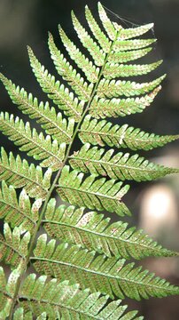 Sunlit Green Fern Leaf Macro in Tokyo Forest