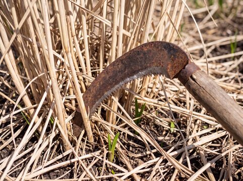 Close-up of a rusty sickle with a serrated blade, preparing to cut dry ornamental grass in a garden.