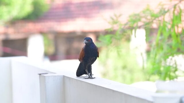 Greater Coucal Turns Toward Camera While Perched on Rooftop Wall in India
