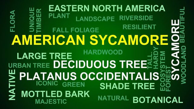 American Sycamore Word Cloud