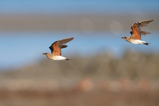 Two oriental pratincoles in synchronized flight showing chestnut underwing coverts