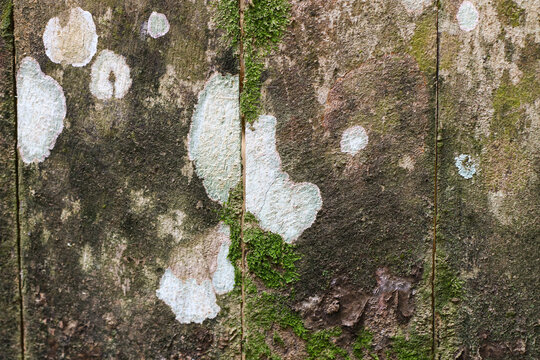 Natural tree bark texture covered with white lichen and green moss, creating an organic rustic background with earthy colors and unique natural patterns.