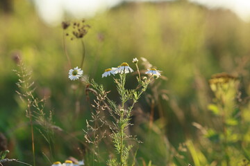 Naklejka premium Close view of chamomile flowers swaying in a sunlit meadow, showcasing wild plant beauty, natural growth, and peaceful summer countryside scenery