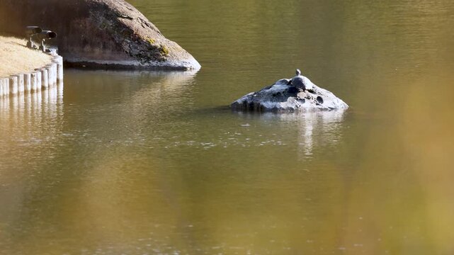 Turtle Sunbathing on a Rock in a Japanese Garden Pond