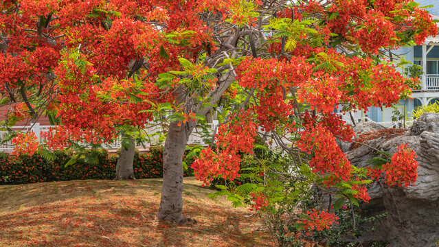 A beautiful, blooming tropical tree delonix regia royal poinciana. Bright red and orange inflorescences, green leaves on spreading branches. Fallen petals on the ground. Cuba. Varadero. 
 