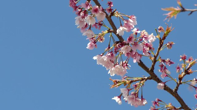 Pink Cherry Blossom Branch Swaying Against Clear Blue Sky